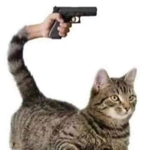 You mess with the meow meow you get the peow peow : r/memes