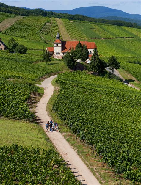 Alsace Wine Region: A Guide for Enthusiasts | Wine Folly