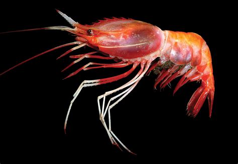 Further records of the deep-sea pandalid shrimp Heterocarpus chani Li ...