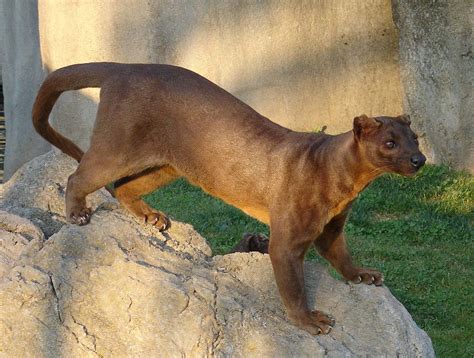 Fossa (animal) - Wikipedia