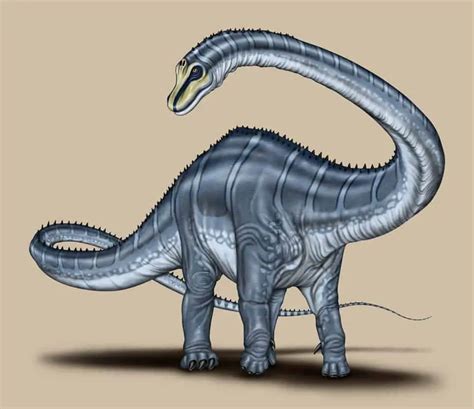 Barosaurus | Dinosaurs - Pictures and Facts