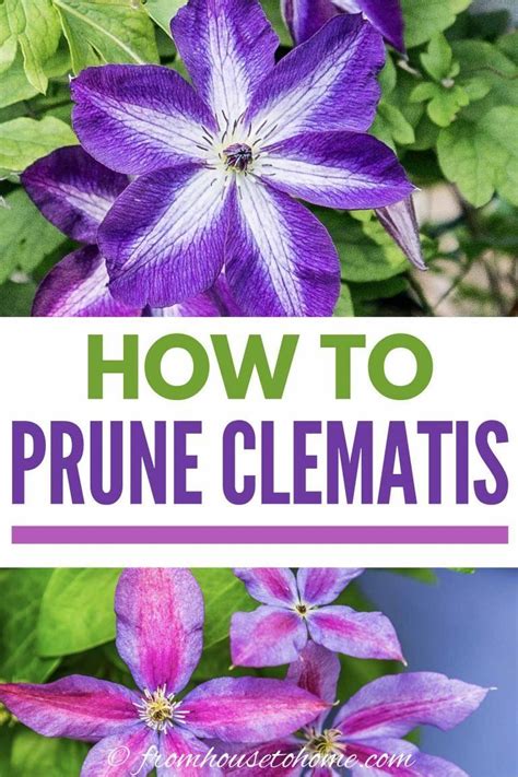 Clematis Vine Care: Planting, Growing and Pruning Tips | Clematis care ...