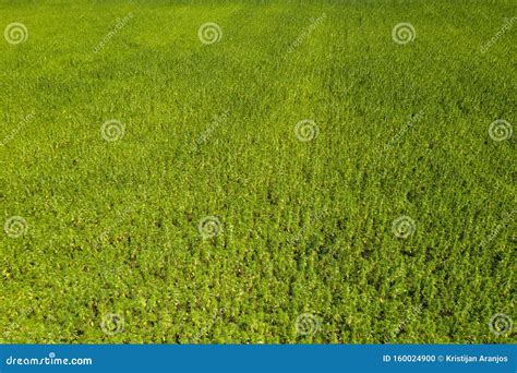 Wide Aerial View of a Beautiful Marijuana CBD Hemp Field Stock Photo ...