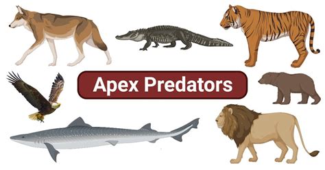 Apex Predators- Definition, Trophic Cascade, Examples