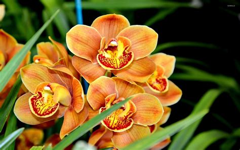 Orange orchids wallpaper - Flower wallpapers - #40143