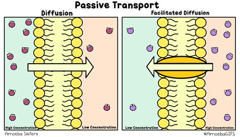 Science the MLK way: Passive and Active Transport