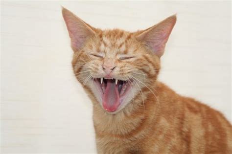 Kitten Teeth: Everything You Need to Know - The Conscious Cat