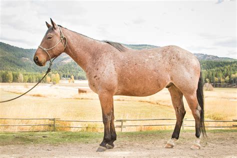 Ranch Horses | Montana Working Cattle Ranch - McGinnis Meadows Cattle ...