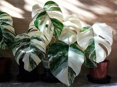 How The Variegated Monstera Became An Instagram Obsession — Plant Care ...