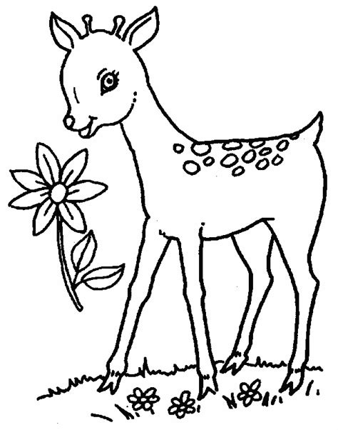 Deer Printable Coloring Pages