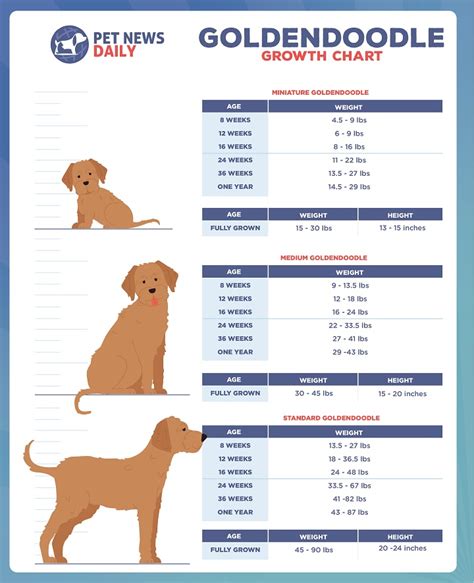 Goldendoodle Growth Chart: Size, Weight Calculations