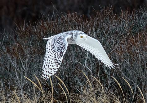 Respecting Snowy Owls - Visitors from the Arctic Tundra