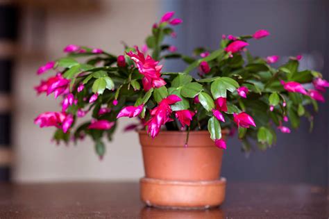 How to Make a Christmas Cactus Bloom | Gardener’s Path