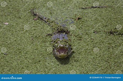 Closeup of Black Caiman Melanosuchus Niger Jaw Wide Open Showing Teeth ...