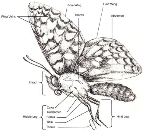 The Anatomy - The ButterFly'sDay