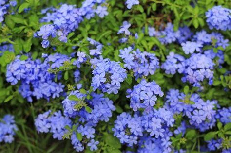 Premium Photo | Close-up cape leadwort (plumbago auriculata) flower in ...