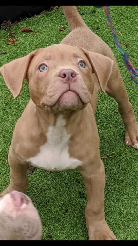 25 Droll American Bully Male For Sale Image 8K - Bleumoonproductions