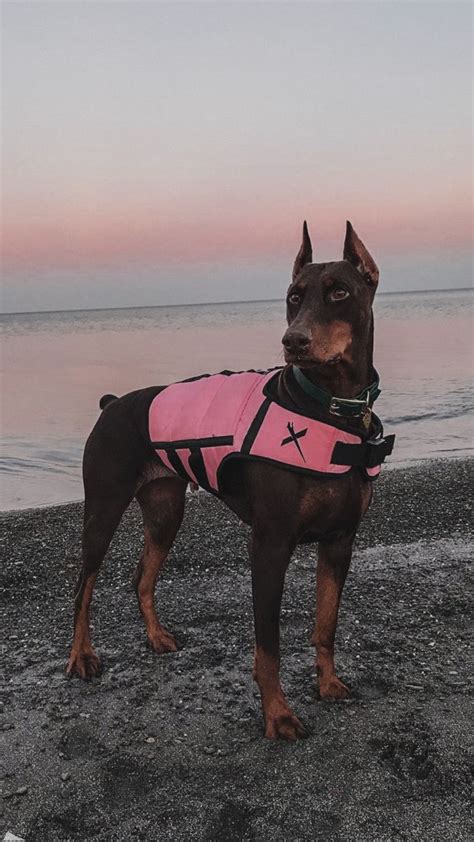 a dog wearing a life jacket standing on the beach next to the ocean at ...