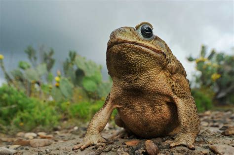 Cane Toad is North America's Largest|June 2020| TPW magazine