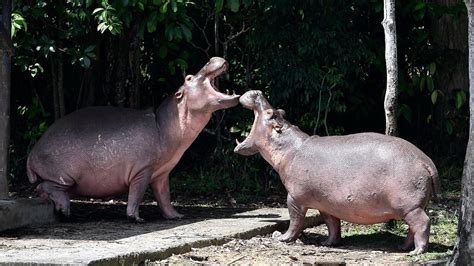 Pablo Escobar's Cocaine Hippos Are Legally People, Court Rules