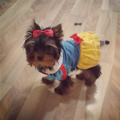 Yorkie Poo Halloween Costumes - Pets Lovers