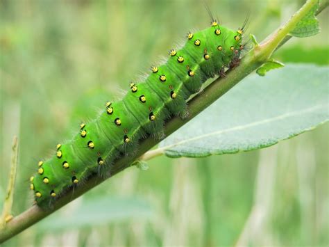 Green Caterpillar Identification Guide: 18 Common Types - Owlcation