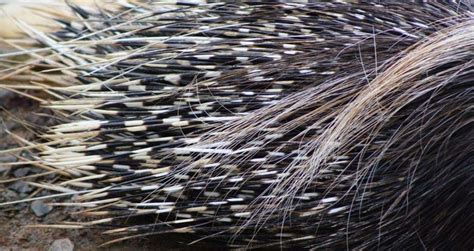 Cape Porcupine facts - Visit them at Port Lympne Hotel & Reserve | The ...