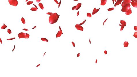 Free photo: rose petals - 14, Pedal, Valentines - Free Download - Jooinn