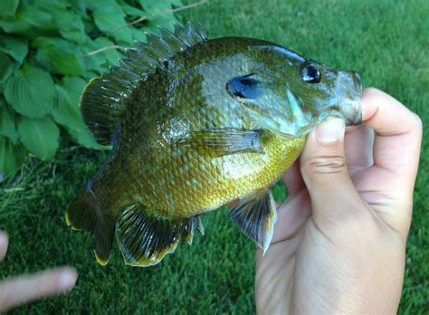 Sunfish, Bluegill drawer.bli | www.roughfish.com