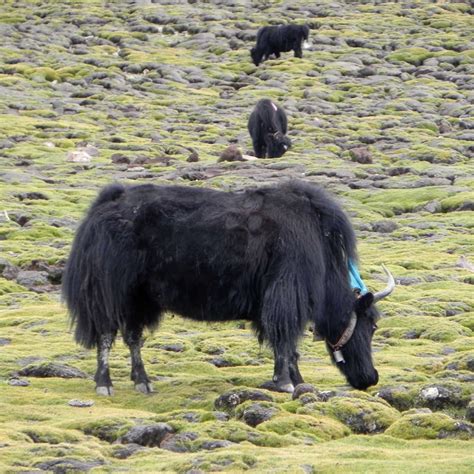 Tibetan Yaks | Wildlife on the Plateau