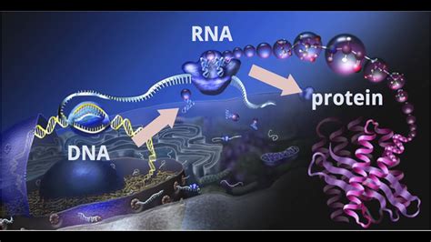 Understand Central Dogma of Molecular Biology | DNA to RNA to PROTEIN ...