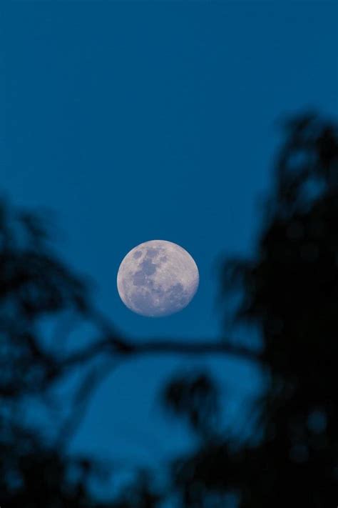 Silhouette of trees with full moon 1432960 Stock Photo at Vecteezy