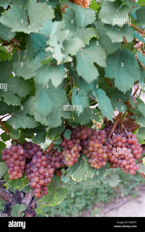 Wine grapes on the vine, ready for harvest Stock Photo - Alamy