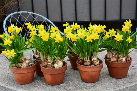 How to plant Daffodils in Pots? - DutchGrown