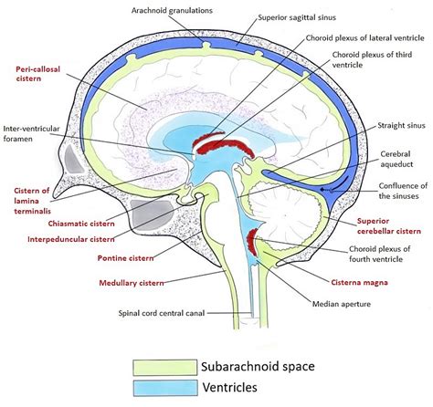 Delineation of Subarachnoid Cisterns Using CT Cisternography, CT Brain ...