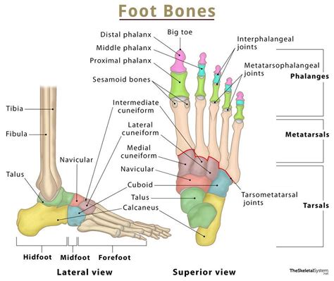 Foot Bones - Names, Anatomy, Structure, & Labeled Diagrams