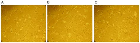 Morphology of nucleus pulposus cells in the different groups ...