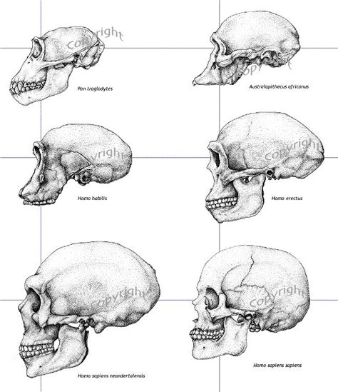 four different views of the human skull, each with its own jaw and ...