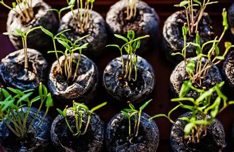 When to Transplant Tomato Seedlings? - Home Garden Vegetables