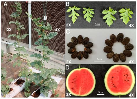 Polyploidy And Plant Diversity Biodiversity Institute