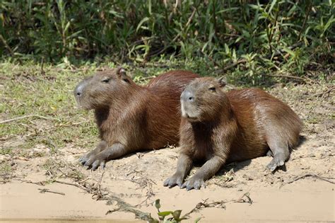 Capybara, sunning on the river shore, Pantanal