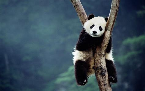 Black and white panda, panda, trees, sitting, depth of field HD ...