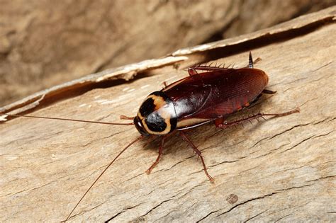 Periplaneta australasiae (Fabricius, 1775), Australian Cockroach