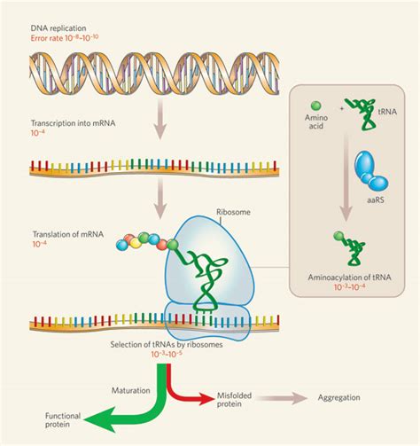 dna rna protein synthesis test : Biological Science Picture Directory ...