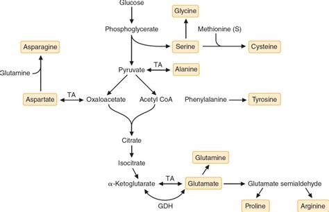 Synthesis and Degradation of Amino Acids | Basicmedical Key