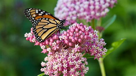 Butterfly Host Plants | Garden Gate