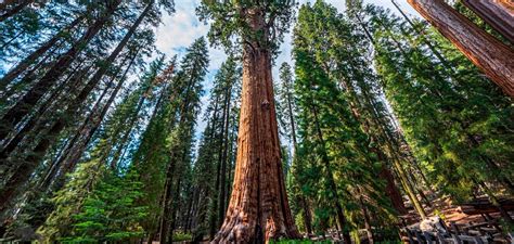 Hyperion is the Tallest Tree in the World, it Stands 380 Feet Tall and ...