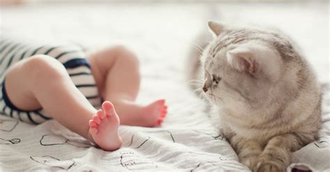 Cat Introduces Kitten to Human Baby In Adorable Video | PawTracks