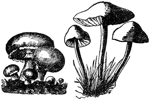 Mushroom | ClipArt ETC