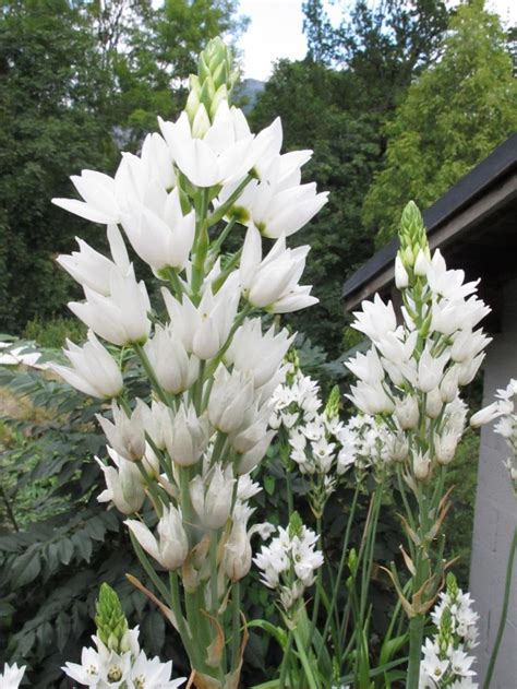 garlic flowers in a pot | Garlic flower, Flowers, Plants